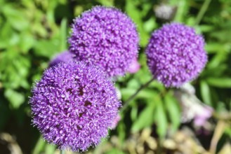 Lilac garden flower in the shape of a ball