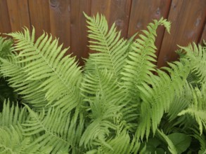 Garden fern