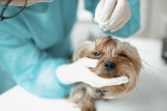 A veterinarian gently grooming a dog during an examination