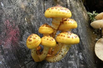 Goldfell-Schüppling (Pholiota aurivella, Pholiota cerifera), Lower Franconia, Bavaria, Germany,