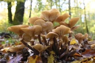 Honey fungus, Armillaria polymyces, coniferous honey fungus, brown honey fungus, halli marsh