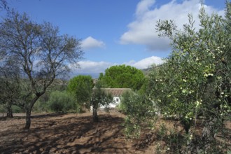 Rural Andalusia