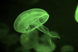 Moon jellyfish (Aurelia aurita) in a tank of the Bang Saen Aquarium, Chonburi Province, Thailand,