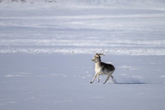 Marco Polo sheep (Ovis ammon polii), Pamir-Argali, Pamir wild sheep, female, Pamir plateau,