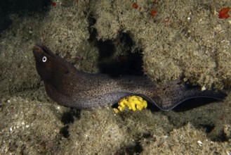 A Muraena augusti (Muraena augusti) hiding in a reef with yellow sea sponge, dive site Los