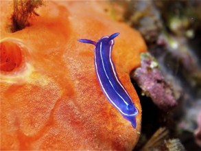 Blue nudibranch, magnificent star snail (Felimare tricolor), on Orange upholstery sponge (Reniera