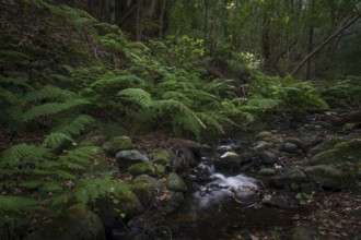 Stream in the cloud forest, laurel forest, Garajonay National Park, UNESCO World Heritage Site, La