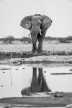 African elephant (Loxodonta africana), elephant drinking at waterhole, reflection, black and white