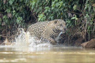 Jaguar (Panthera onca), jumping through the water, North Pantanal, Barão de Melgaço, Joselândia,