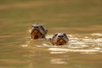 Two giant otters (Pteronura brasiliensis), juveniles, North Pantanal, Barão de Melgaço, Joselândia,