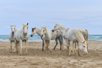 Group of white Camargue horses standing on a sandy beach in front of the sea under a clear sky,