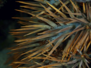 Close-up of the long, pointed spines of a starfish, crown-of-thorns starfish (Acanthaster planci),