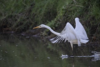 Great White Egret (Ardea alba), Emsland, Lower Saxony, Germany, Europe