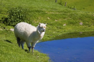 One white male Alpaca (Vicugna pacos) stands close to a pond