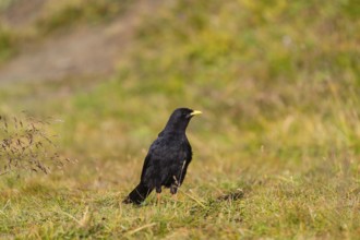 One young Alpine chough or yellow-billed chough (Pyrrhocorax graculus) stands on grass in the