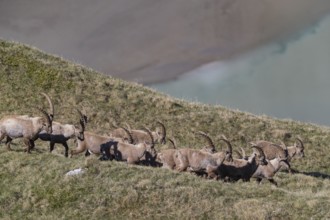 Group of Alpine ibex (Capra ibex), Hohe Tauern Nationalpark, Austria, Europe