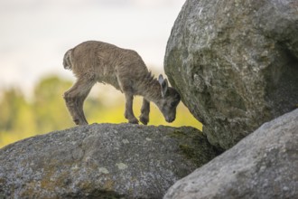 One baby ibex (Capra ibex) standing on a rock. Some green vegetation around and a forest in the