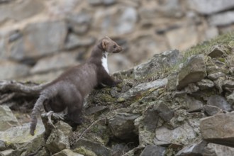 One beech marten running between the stones of a ruin of an ancient castle looking for food