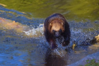 One wolverine (Gulo gulo) runs along a log lying in the water