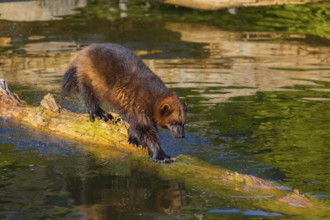 One wolverine (Gulo gulo) runs along a log lying in the water