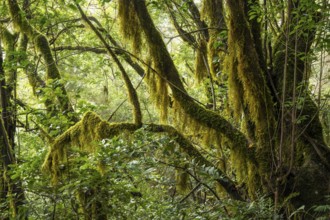 Trees with mosses and lichens in the laurel forest. Garajonay National Park, La Gomera, Canary