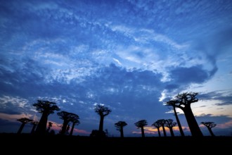 Baobabs (Adansonia) at sunset, Bemanonga, Menabe, Madagascar, Africa