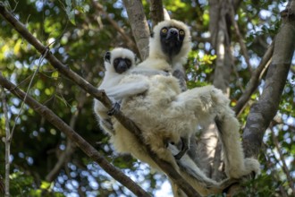 From-the-ceiling sifaka (Propithecus deckenii), Bekopaka, Andamsavaka, Melaky, Madagascar, Africa