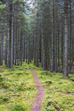 Nature path in a spruce forest with moss covered forest floor