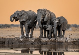 African elephant (Loxodonta africana), group with young, drinking at waterhole, reflection, at