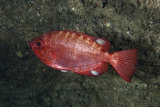 Red bigeye perch glass eye (Heteropriacanthus cruentatus) with several fish isopods (Anilocra),