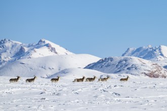 Marco Polo sheep (Ovis ammon polii) in snowy habitat, Pamir-Argali, Pamir wild sheep, Pamir