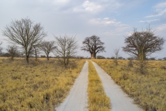 Road, track between yellow dry grass leads to baobabs, Nxai Pan National Park, Botswana, Africa