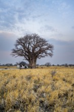 Off-road vehicle with roof tent on a campsite with baobab, Nxai Pan National Park, Botswana, Africa