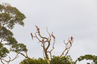 Group of scarlet macaws (Ara macao) perched on tree, parrots (Psittaciformes), Laguna del Lagarto