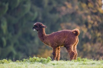 A young brown Alpaca (Vicugna pacos) stands on a green meadow