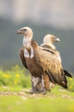 Griffon Vulture (Gyps fulvus) sitting on a flowering meadow in autumn, Pyrenees, Catalonia, Spain,