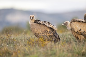 Griffon Vulture (Gyps fulvus) sitting on a flowering meadow in autumn, Pyrenees, Catalonia, Spain,