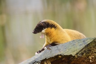 Yellow-throated marten (Martes flavigula) on an old tree trunk, Germany, Europe