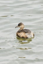 Little grebe (Tachybaptus ruficollis) swimming on a lake, Bavaria, Germany, Europe