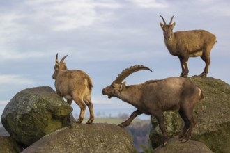 Two ibex (Capra ibex), a male and a female, stand on a rock. The male shows some flehming and