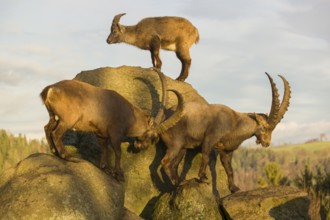 Three ibex (Capra ibex) playing on a rock in the last light of the day