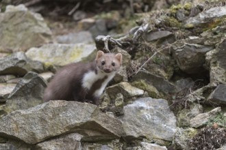 One beech marten running between the stones of a ruin of an ancient castle looking for food