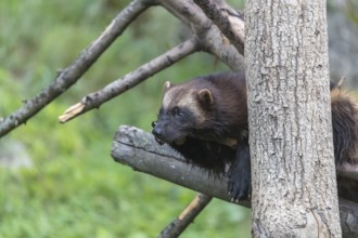 One wolverine, (Gulo gulo), resting on a fallen tree. Green vegetation in the background