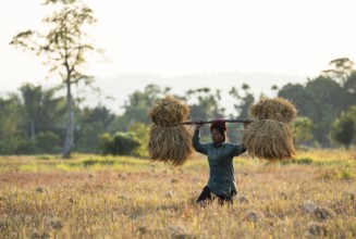 A woman farmer carries harvested rice paddy, in a rice agricultural field, in Bokakhat, India, on 1