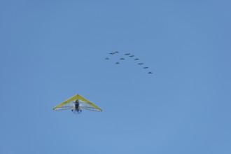 Microlight aircraft with birds, Canada goose (Branta canadensis) following a paramotor. Bas rhin