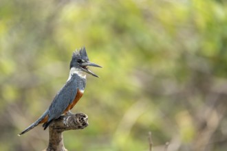 Red-breasted Kingfisher (Megaceryle torquata), with open beak, sitting on a branch, North Pantanal,