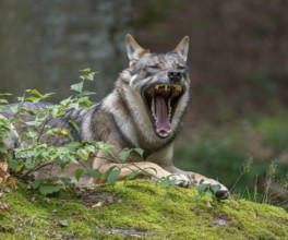 Wolf (Canis lupus) lying on a moss-covered rock and yawning, teeth visible captive, Bavarian Forest