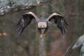 Golden eagle in flight (Aquila chrysaetos) Bavaria, Germany, Europe