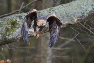 Golden eagle in flight (Aquila chrysaetos) Bavaria, Germany, Europe