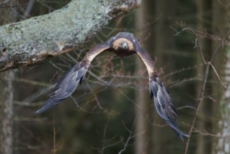 Golden eagle in flight (Aquila chrysaetos) Bavaria, Germany, Europe